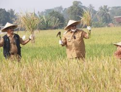 Panen Raya Minapadi, Bupati Sukabumi Manfaatkan Sistem Dan Teknologi Pertanian Supaya Lebih Produktif