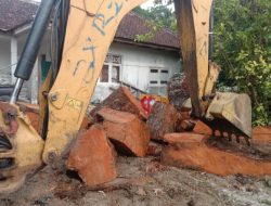 Penebangan Pohon Mahoni Besar di Jalan Cigaru Disiyalir Salah Sasaran dan Belum Kantongi Izin