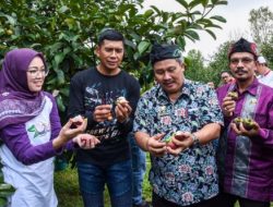 Sebagai Salah Satu Penghasil Manggis Terbesar Nasional, Manggis Wanayasa Juga Kuasai Pasar Global