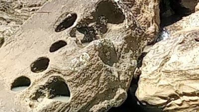 Disbudpora Kabupaten Sukabumi Selidiki Penemuan Diduga Batu Dakon di Aliran Sungai Cikarang Ciracap Sukabumi